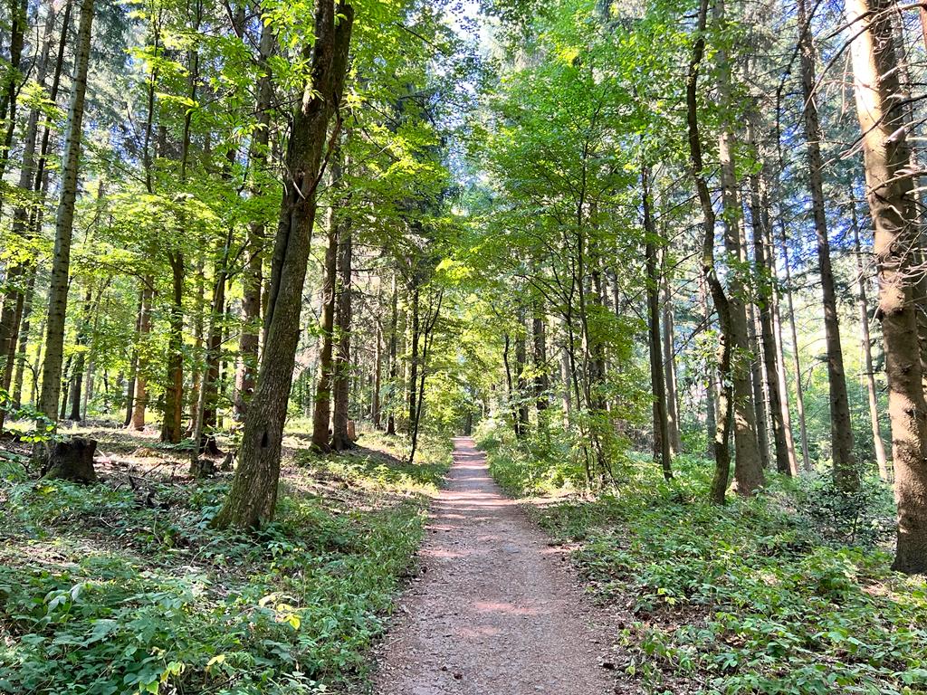 "Kleiner Odenwald" forest